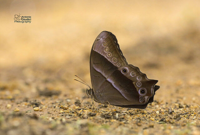 Lethe vindhya vindhya