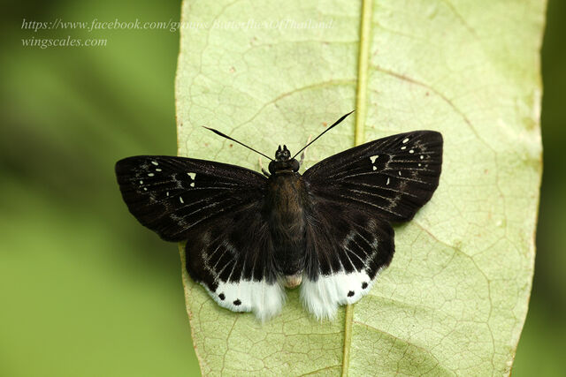 Darpa striata striata