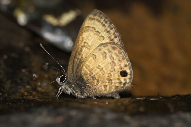 Prosotas gracilis ni