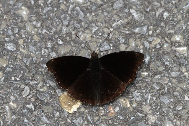 Rohana parisatis pseudosiamensis