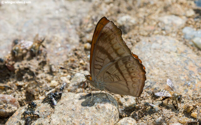 Pseudergolis wedah wedah