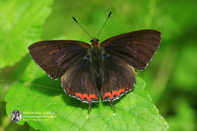 Heliophorus ila nolus