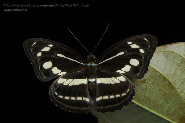 Athyma pravara indosinica