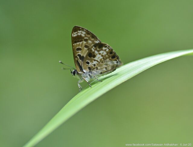 Niphanda cymbia cymbia