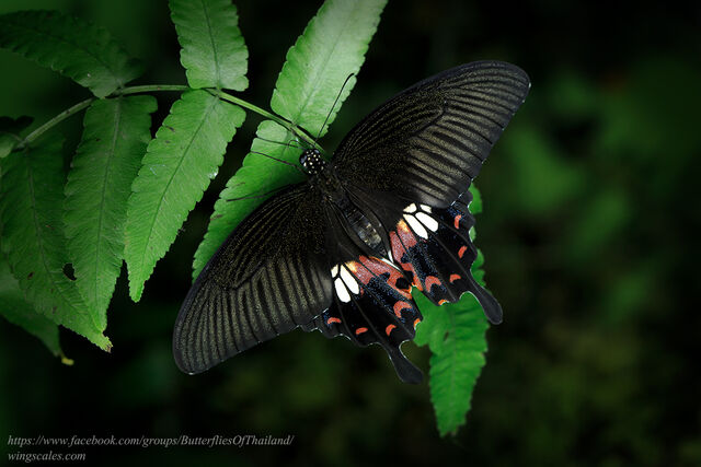 Papilio polytes romulus