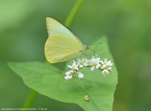 Saletara panda distanti