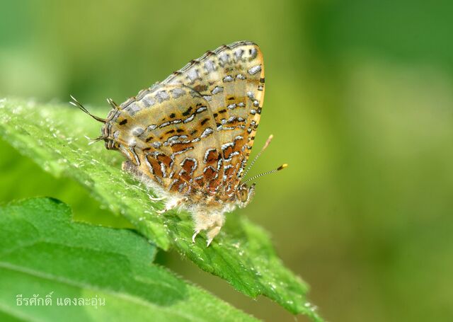 Catapaecilma major emas