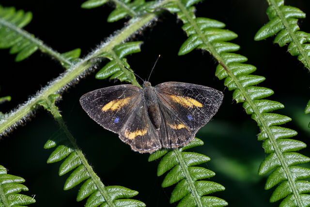 Poritia erycinoides elsiei