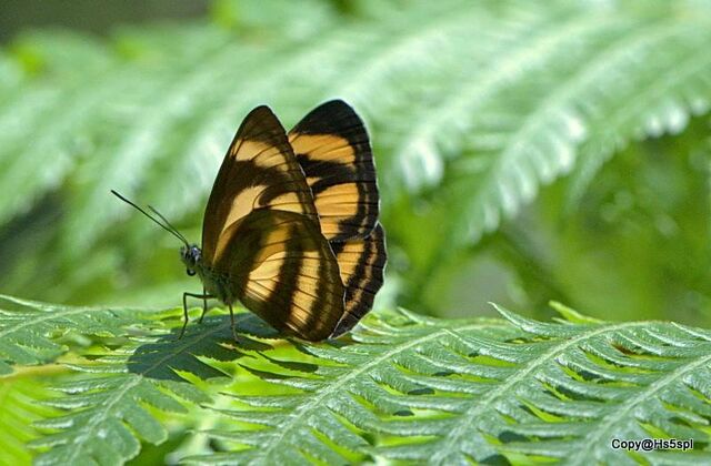 Neptis zaida inayoshii