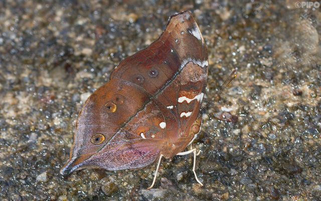 Doleschallia bisaltide siamensis