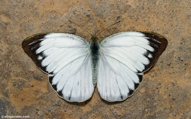 Cepora nerissa dapha