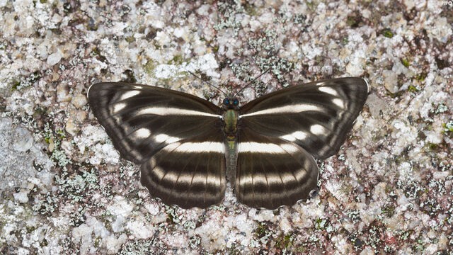 Neptis nashona aagaardi