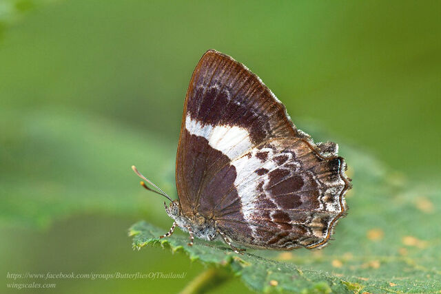 Simiskina phalena harterti