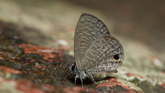 Prosotas dubiosa indica
