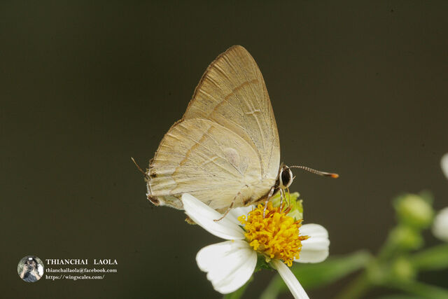 Rapala suffusa suffusa