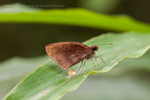 Psolos fuligo subfasciatus