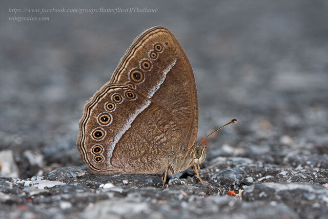 Mycalesis janardana sagittigera