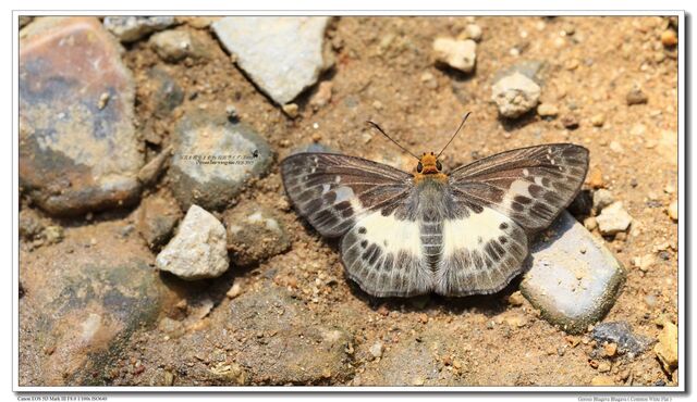 Gerosis phisara phisara