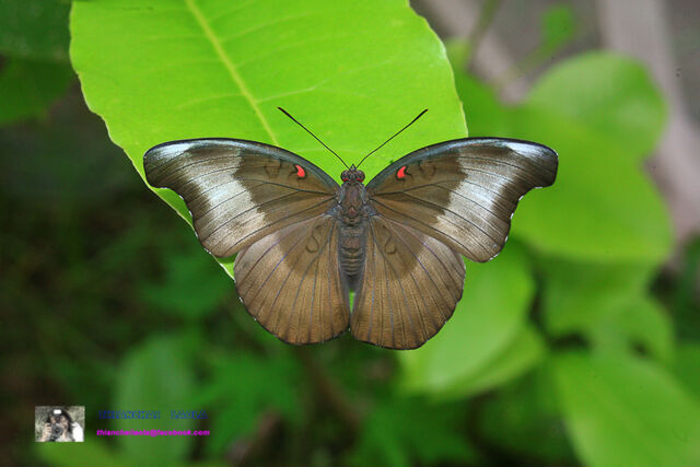 Euthalia evelina annamita