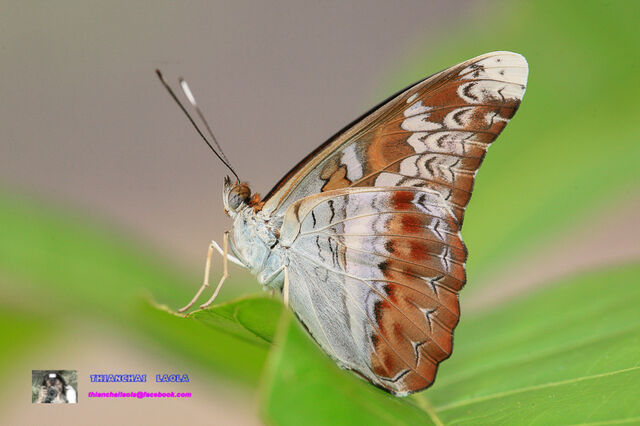 Lebadea martha martha