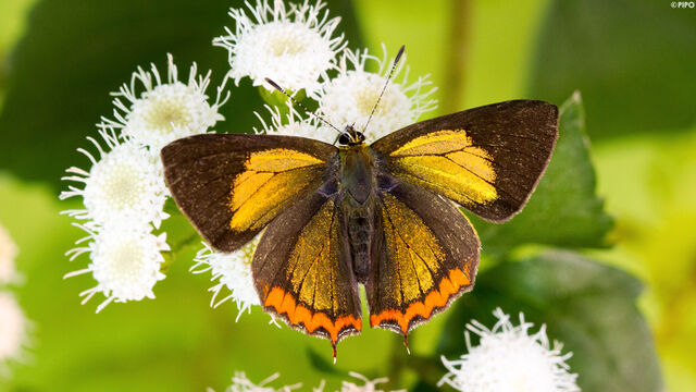 Heliophorus brahma mogoka