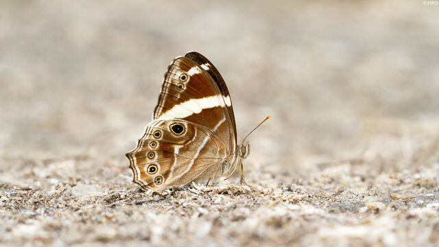 Lethe confusa confusa