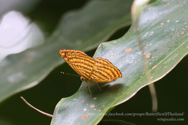 Zemeros emesoides emesoides
