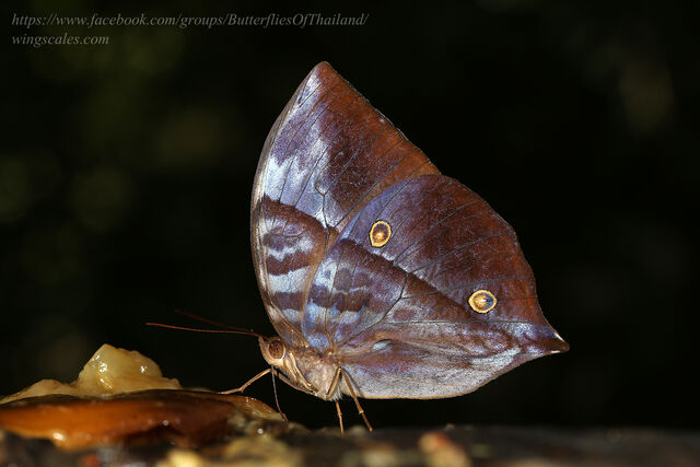 Zeuxidia masoni tannowai