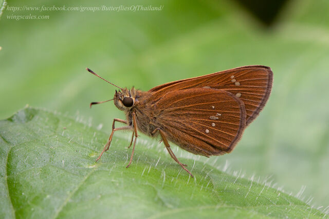 Polytremis lubricans lubricans