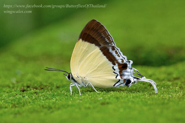 Charana mandarina mandarina