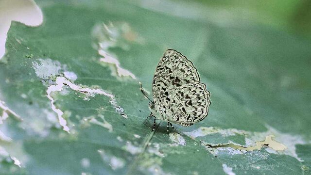 Cyaniriodes libna andersonii
