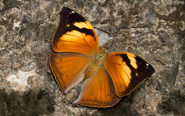 Doleschallia bisaltide siamensis