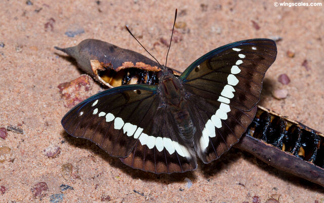 Euthalia teuta affinis