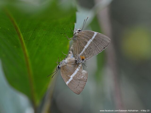 Dacalana burmana burmana