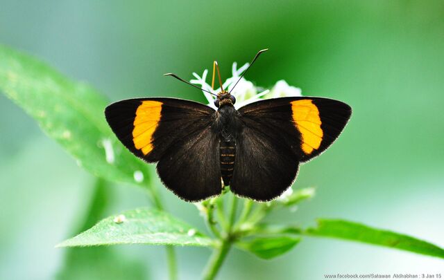 Celaenorrhinus ladana