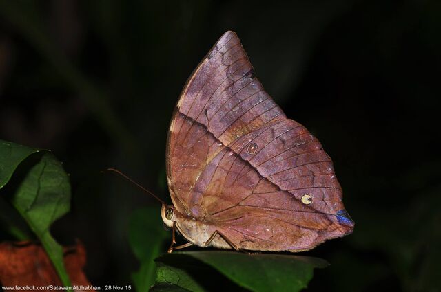 Zeuxidia doubledayi doubledayi