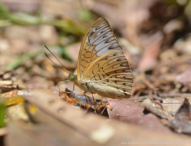 Tanaecia palguna consanguinea