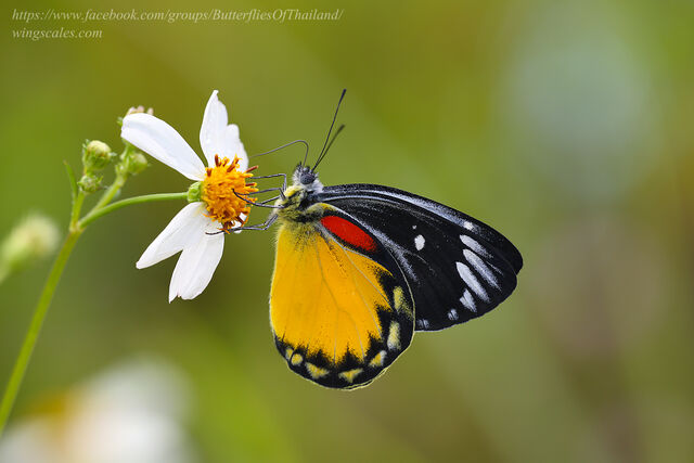 Delias descombesi eranthos