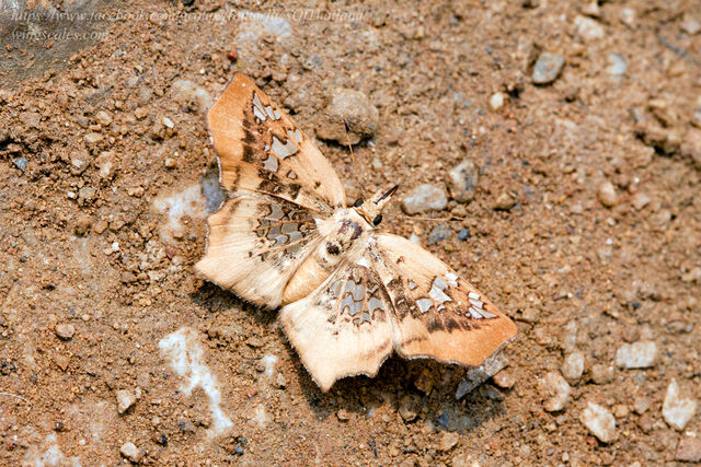 Tapena vasava vasava