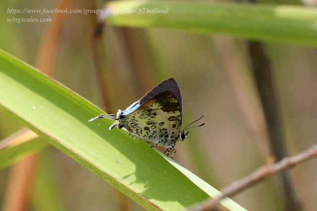 Drupadia scaeva melisa