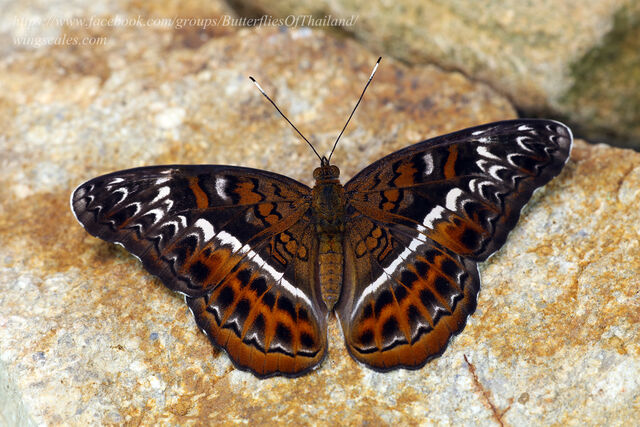 Lebadea martha martha