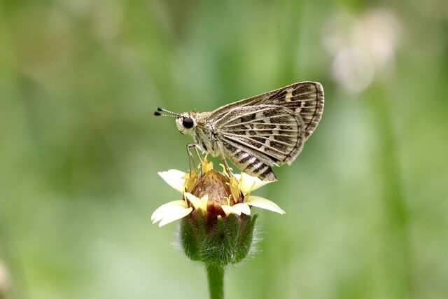 Taractrocera maevius sagara
