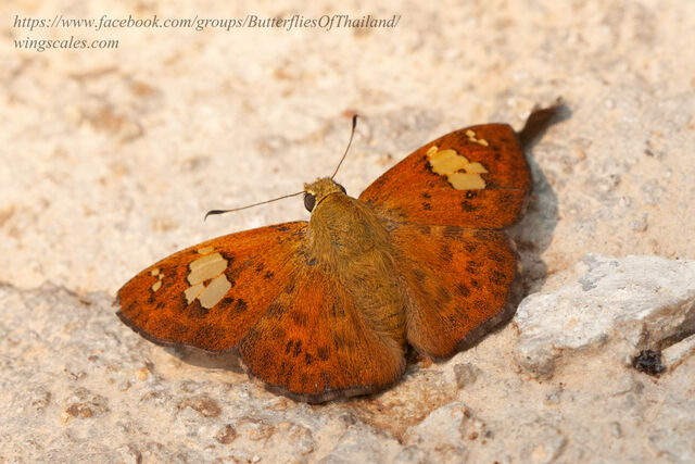 Pseudocoladenia fatua