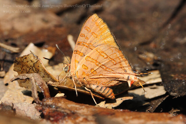 Spindasis evansii ayuthia