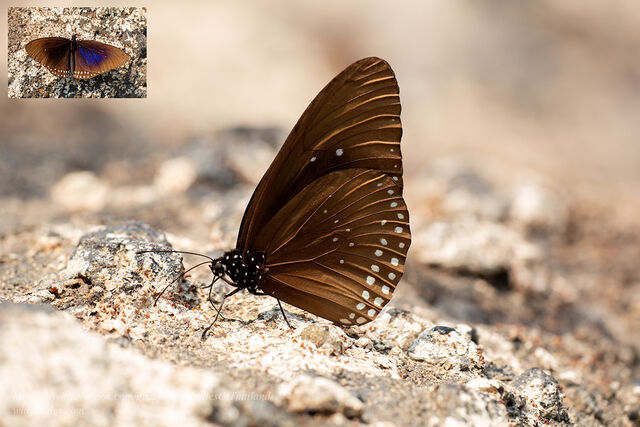 Euploea camaralzeman camaralzeman