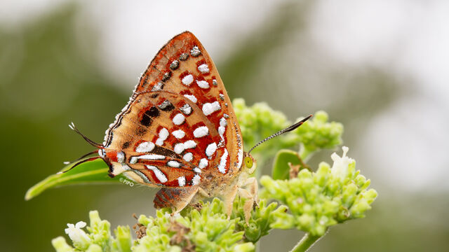 Spindasis vixinga davidsoni