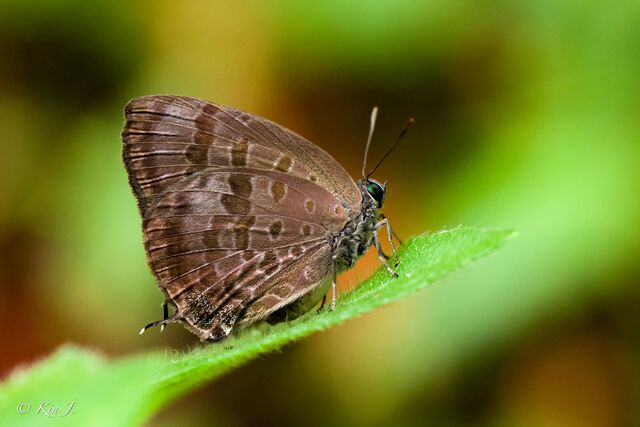 Arhopala agaba agaba