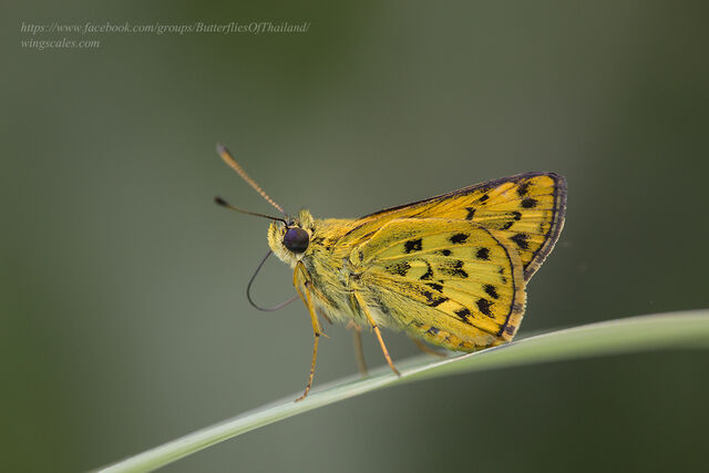 Potanthus pseudomaesa clio