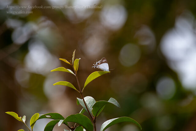 Rachana jalindra indra