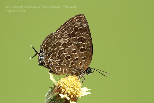 Arhopala alitaeus mirabella